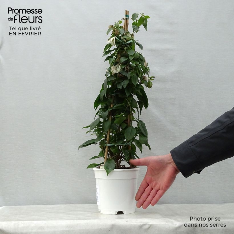 Example of Bougainvillea spectabilis Wit - Papierbloem Pot van 2 l/3 l as you get in hiver