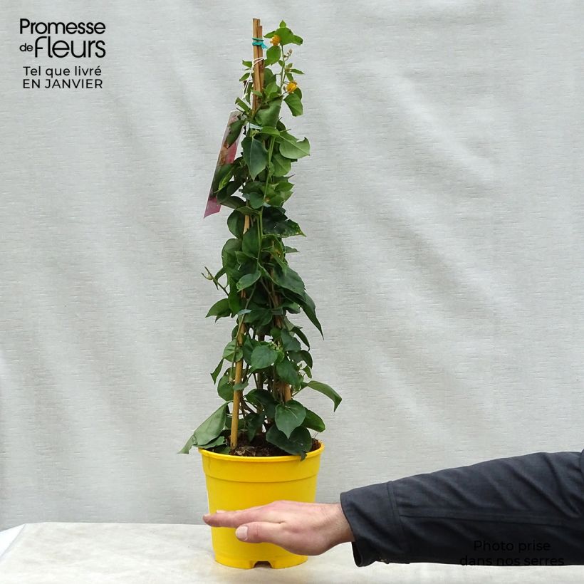 Example of Bougainvillea spectabilis Geel - Bougainville Pot van 2 l/3 l as you get in hiver