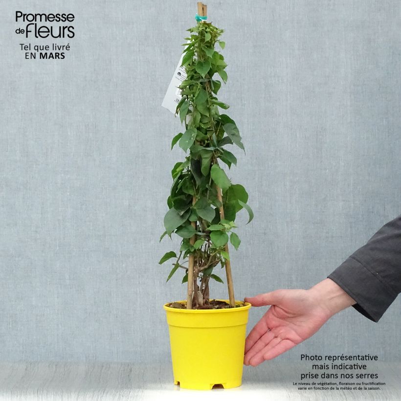 Exemplaar van Bougainvillea spectabilis Geel - Bougainville Pot van 2 l/3 l zoals geleverd in de lente