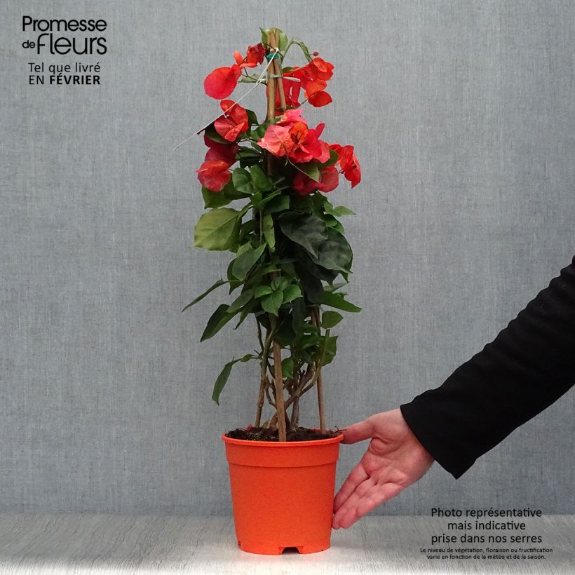 Example of Bougainvillier spectabilis Orange Pot van 2 l/3 l as you get in hiver