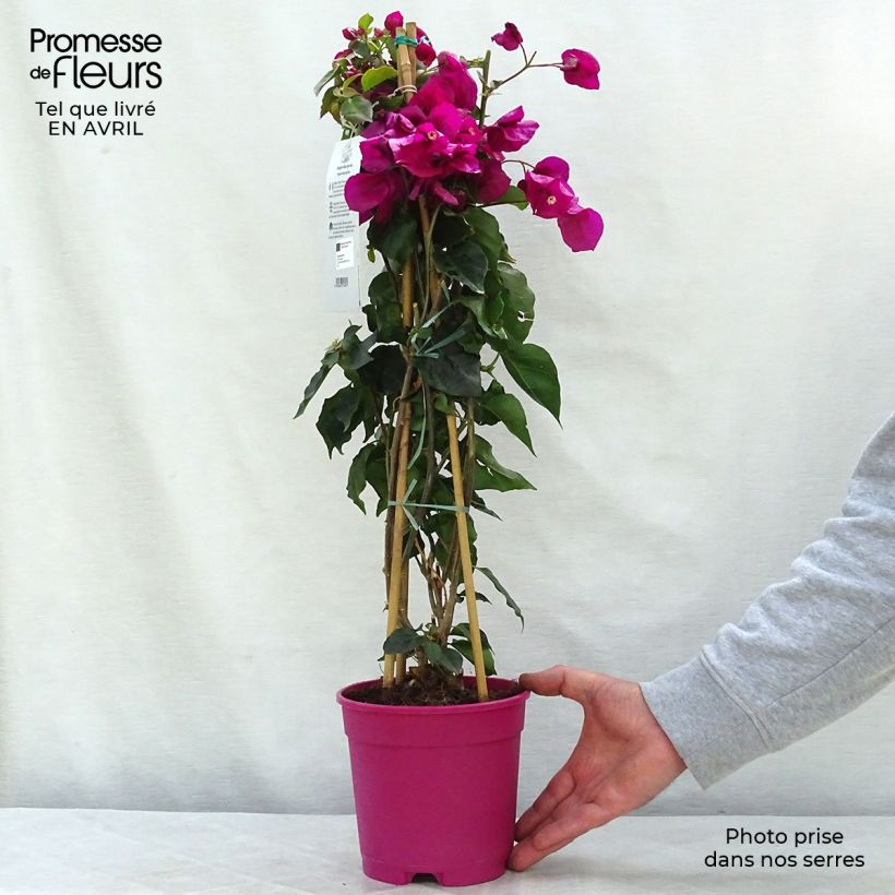 Exemplaar van Bougainvillea spectabilis Paars Violacé - Papierbloem Pot van 2 l/3 l zoals geleverd in de lente