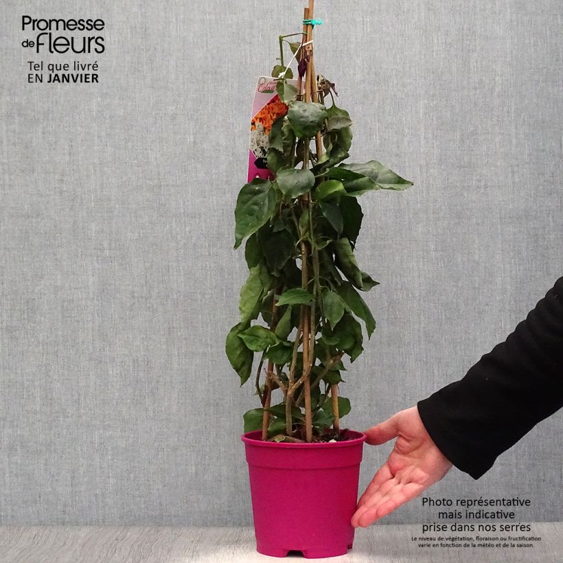 Example of Bougainvillea spectabilis Paars Violacé - Papierbloem Pot van 2 l/3 l as you get in hiver