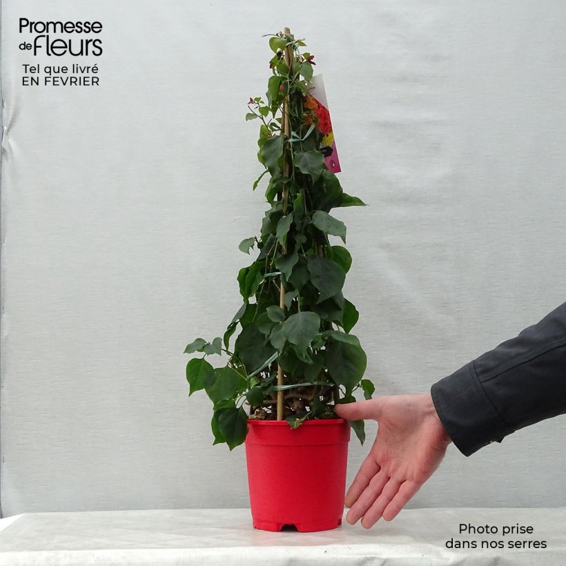 Example of Bougainvillea spectabilis Donkerrood - Papierbloem Pot van 2 l/3 l as you get in hiver