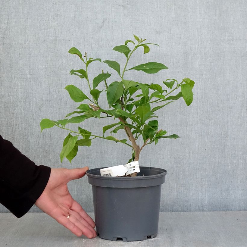 Exemplaar van Bougainvillea Violet de Mèze - Papierbloem Pot van 3 l/4 l zoals geleverd in de lente