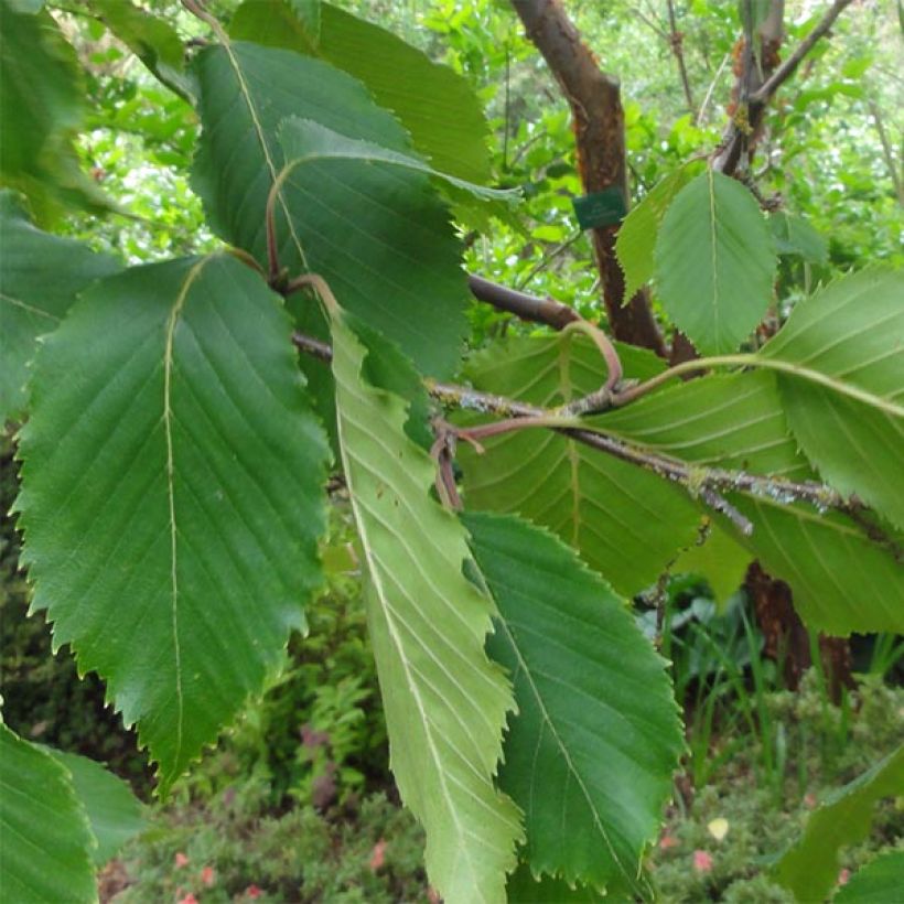 Betula utilis var. jacquemontii Doorenbos - Himalayaberk (Foliage)