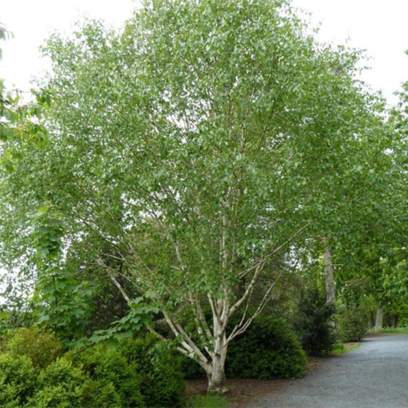 Betula utilis var. jacquemontii Doorenbos - Himalayaberk (Plant habit)