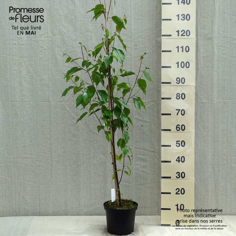 Exemplaar van Betula albosinensis Fascination - Chinese berk Pot van 2 l/3 l zoals geleverd in de lente