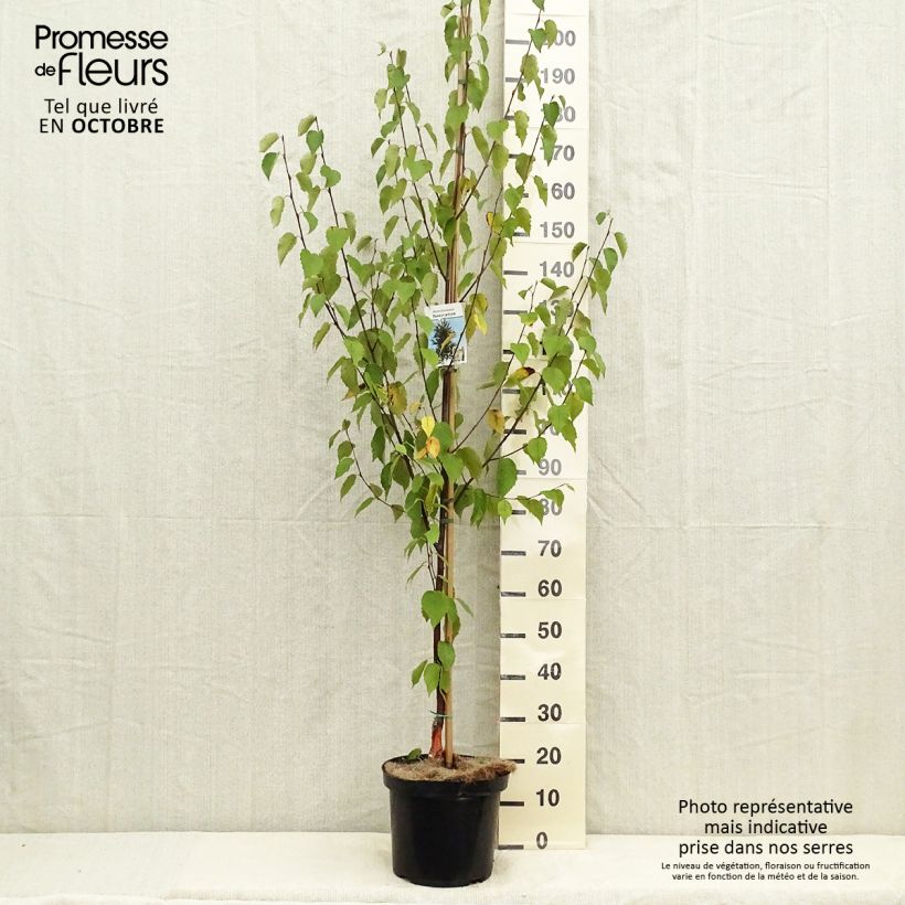 Example of Bouleau de Chine - Betula albosinensis Fascination Pot van 7,5 l/10 l as you get in automne
