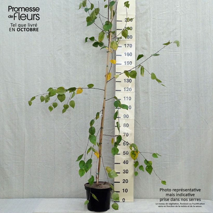 Exemplaar van Betula utilis jacquemontii - Chinese berk Pot van 4 l/5 l zoals geleverd in de herfst