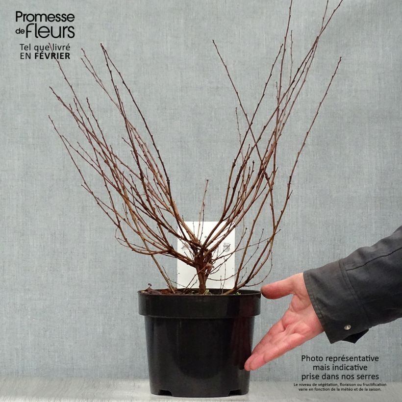 Example of Bouleau nain - Betula nana Pot van 2 l/3 l as you get in hiver
