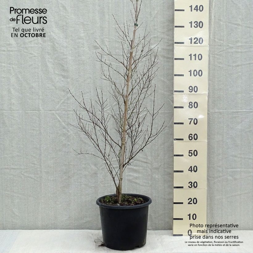 Exemplaar van Betula nigra - Zwarte berk Pot van 12 l/15 l zoals geleverd in de herfst