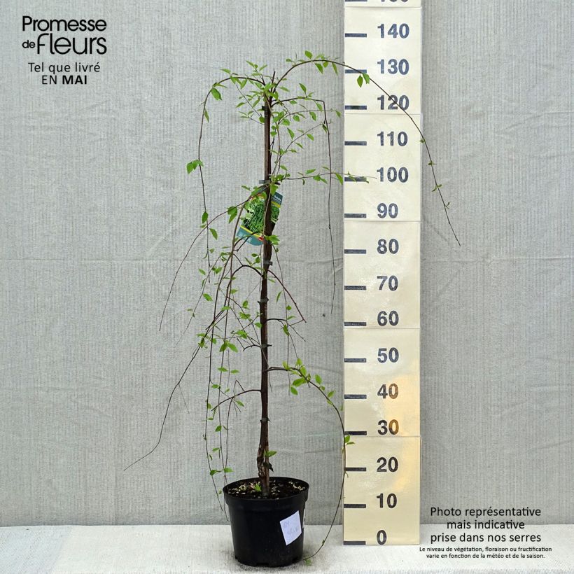 Example of Bouleau noir - Betula nigra Summer Cascade Pot van 7,5 l/10 l as you get in printemps