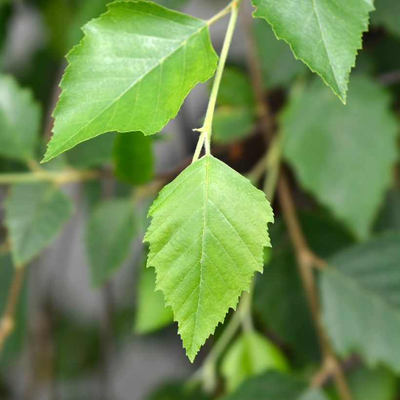 Betula nigra Summer Cascade - Zwarte berk (Blad)