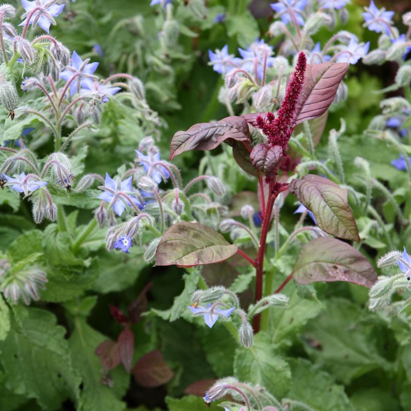 Bernagie BIO - Borago officinalis (Groeiplaats)