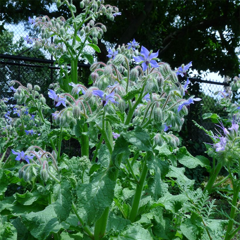 Bernagie BIO - Borago officinalis (Groeiplaats)
