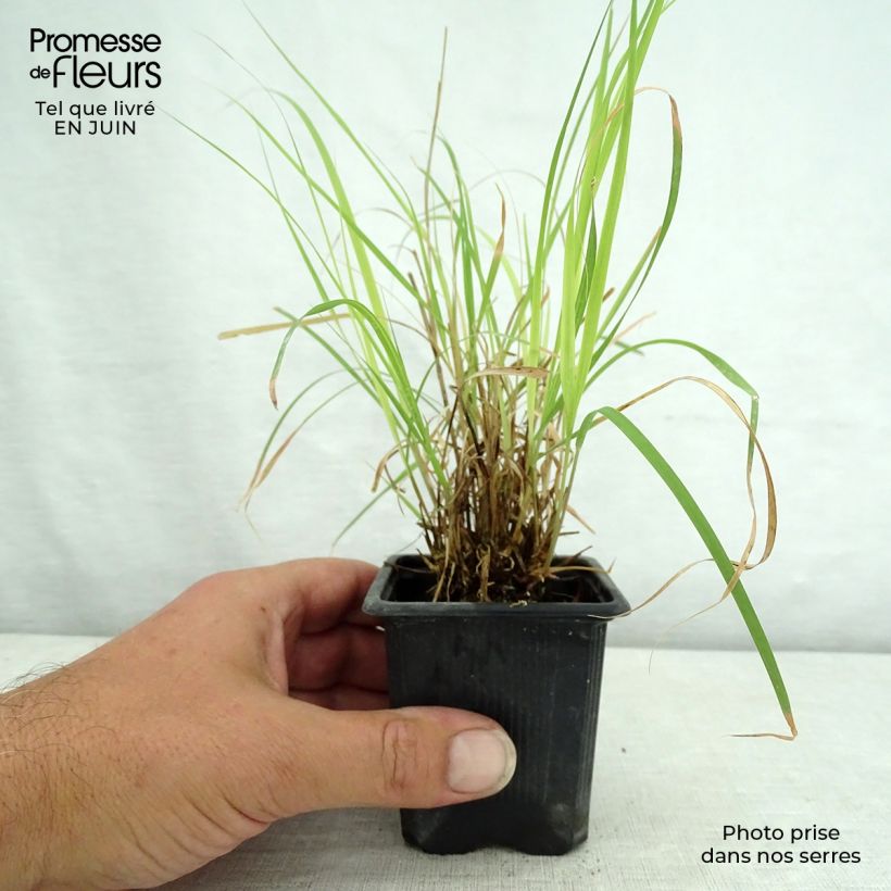 Exemplaar van Bouteloua curtipendula - Muskietengras Kweekpotje van 8/9 cm zoals geleverd in de zomer