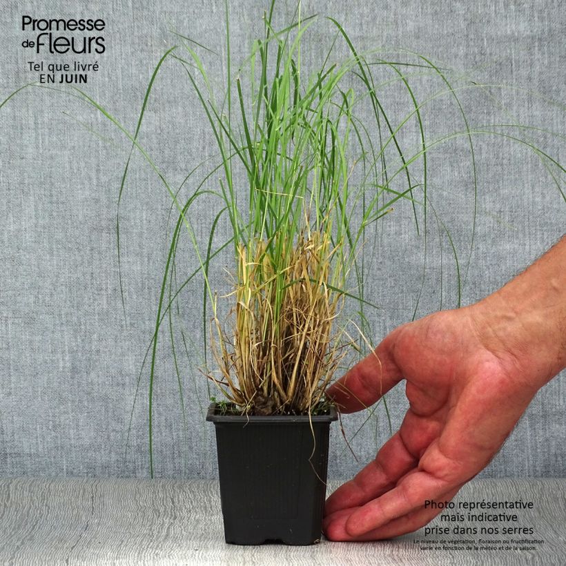 Exemplaar van Bouteloua gracilis - Muskietengras Kweekpotje van 8/9 cm zoals geleverd in de zomer