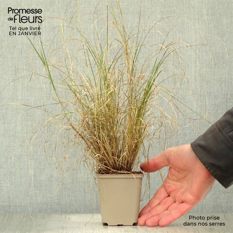 Example of Bouteloua gracilis - Muskietengras Kweekpotje van 8/9 cm as you get in hiver