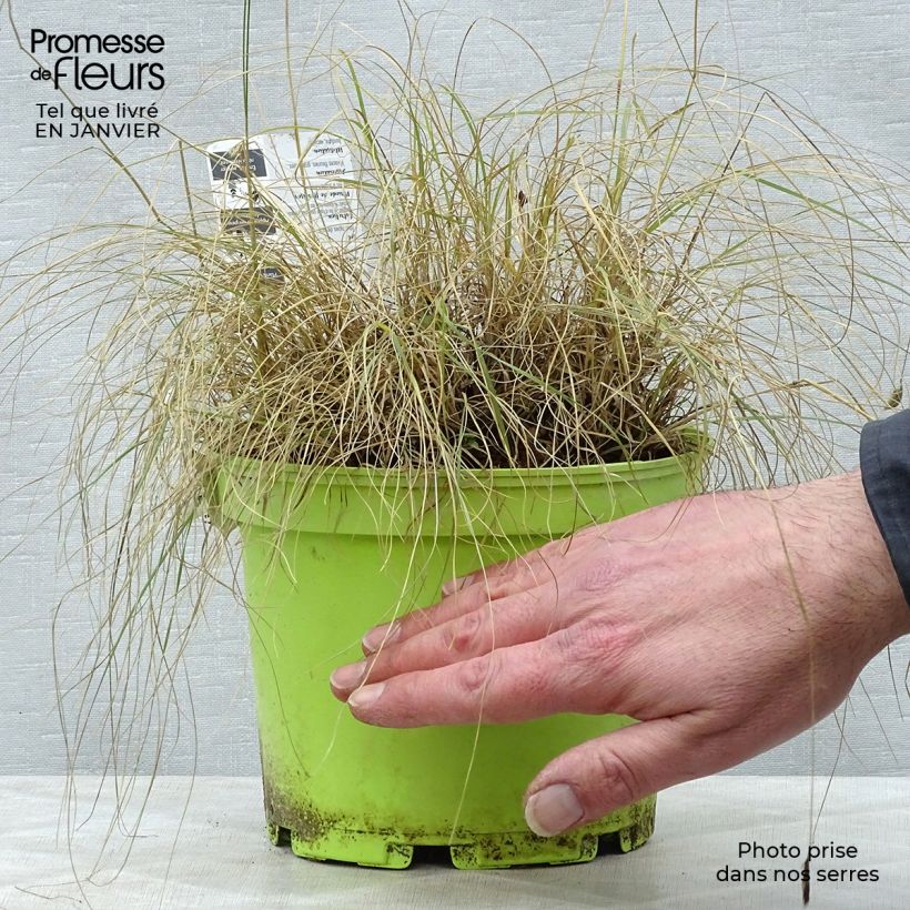Example of Bouteloua gracilis - Muskietengras Pot van 1,5 l/2 l as you get in hiver