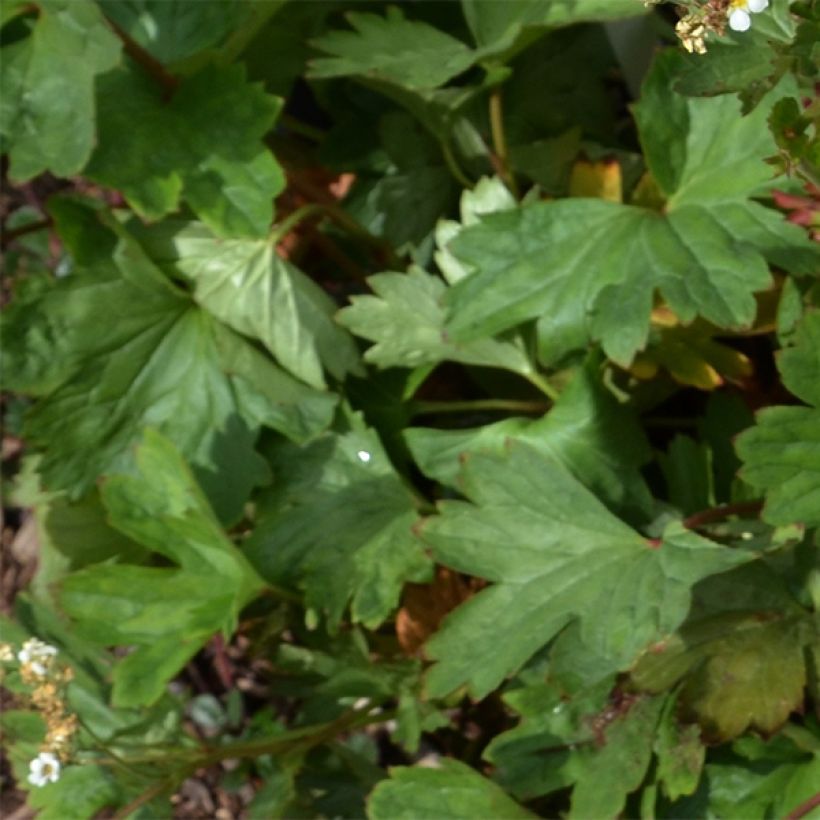 Boykinia major - Grote boykinia (Blad)