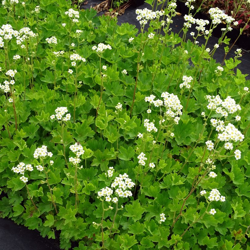 Boykinia major - Grote boykinia (Groeiplaats)