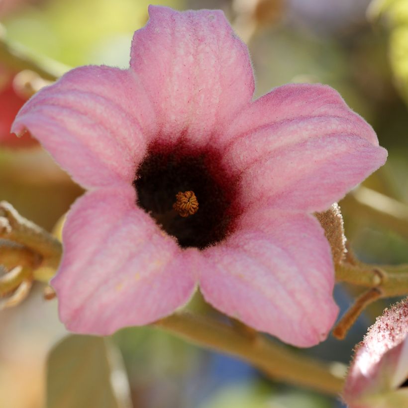 Brachychiton discolor - Flessenboom (Flowering)