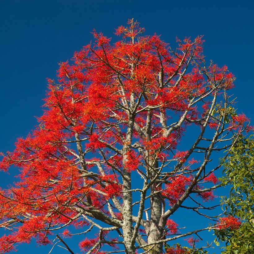 Brachychiton discolor - Flessenboom (Groeiplaats)