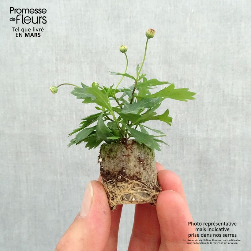 Example of Brachycome Brasco Violet Mini-mot Ø 3/4 cm as you get in printemps