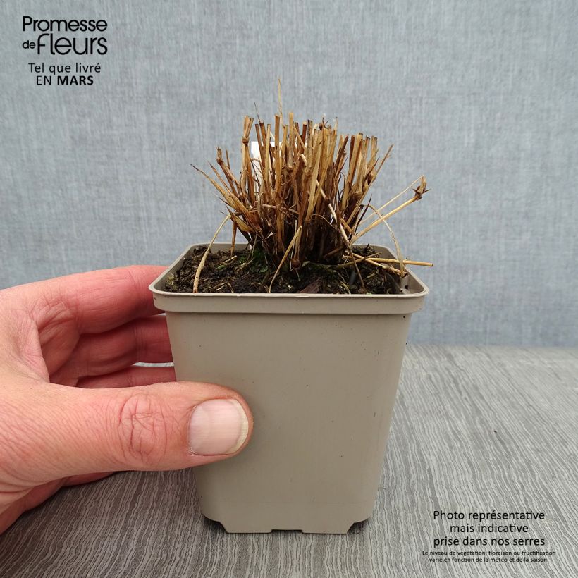 Example of Brachypodium sylvaticum - Brachypode des bois Kweekpotje van 8/9 cm as you get in hiver