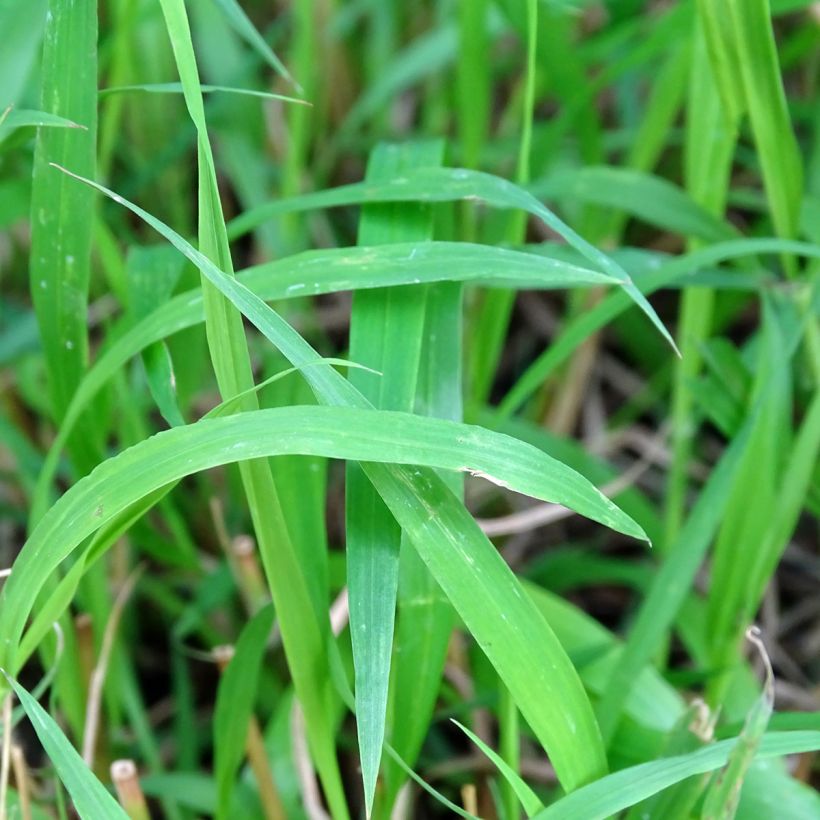 Brachypodium sylvaticum - Boskortsteel (Foliage)