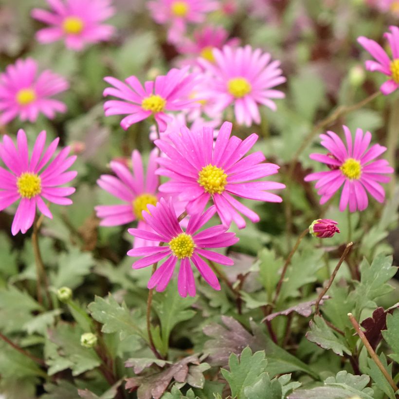 Brachyscome Fresco Bright Pink - Australisch madeliefje (Bloei)