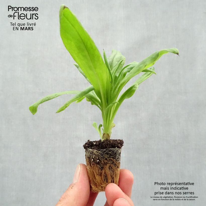 Example of Bracteantha Granvia Gold - Immortelle Mini-mot Ø 3/4 cm as you get in printemps