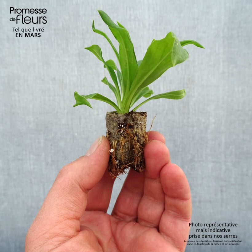 Example of Bracteantha Heliana Gold - Immortelle Mini-mot Ø 1,5/2,5 cm as you get in printemps