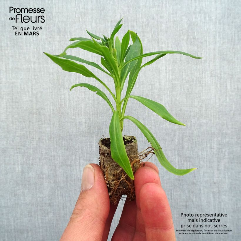 Example of Bracteantha Heliana Scarlet - Immortelle Mini-mot Ø 1,5/2,5 cm as you get in printemps