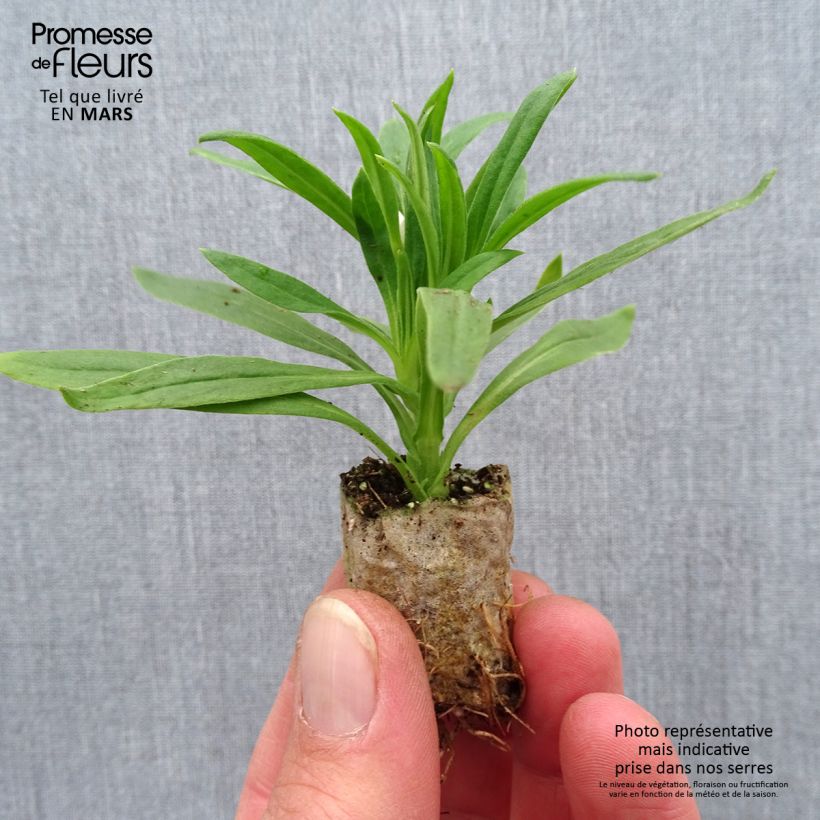 Example of Bracteantha Heliana White - Immortelle Mini-mot Ø 1,5/2,5 cm as you get in printemps