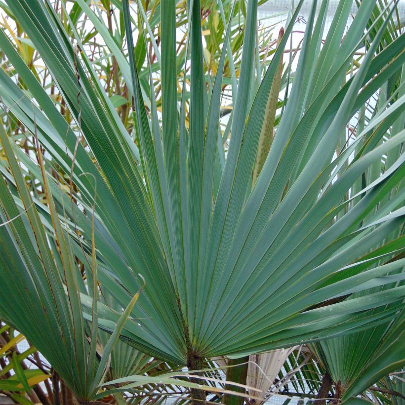 Brahea armata - Mexicaanse blauwe palm (Foliage)
