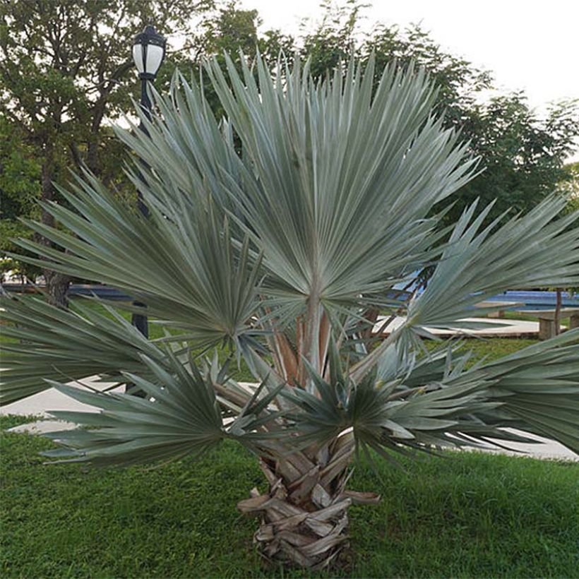 Brahea armata - Mexicaanse blauwe palm (Plant habit)