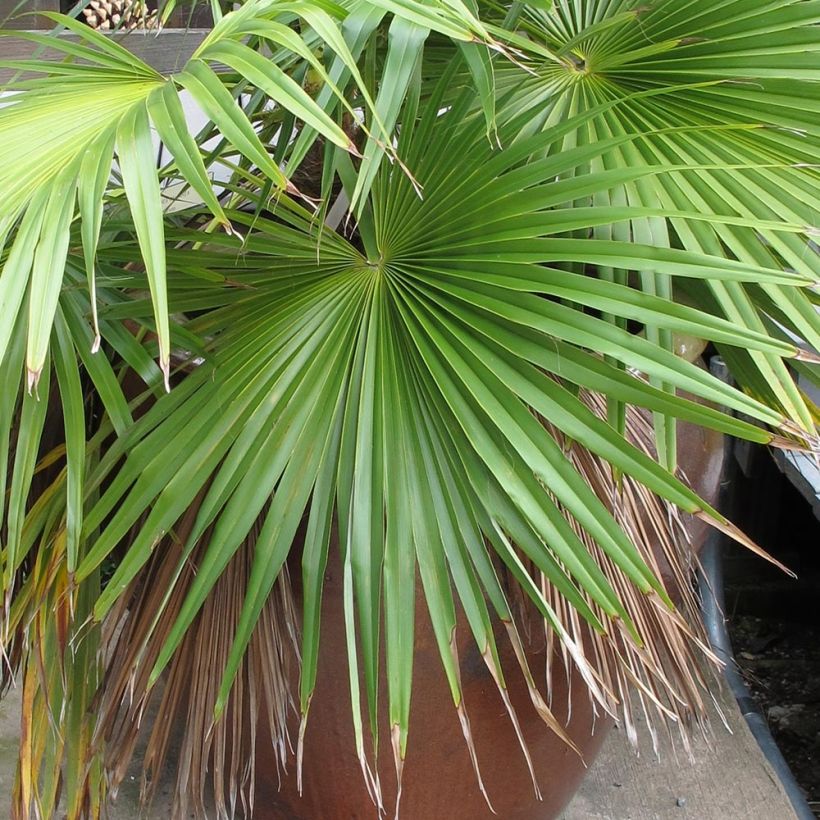 Brahea calcarea - Mexicaanse palm (Foliage)