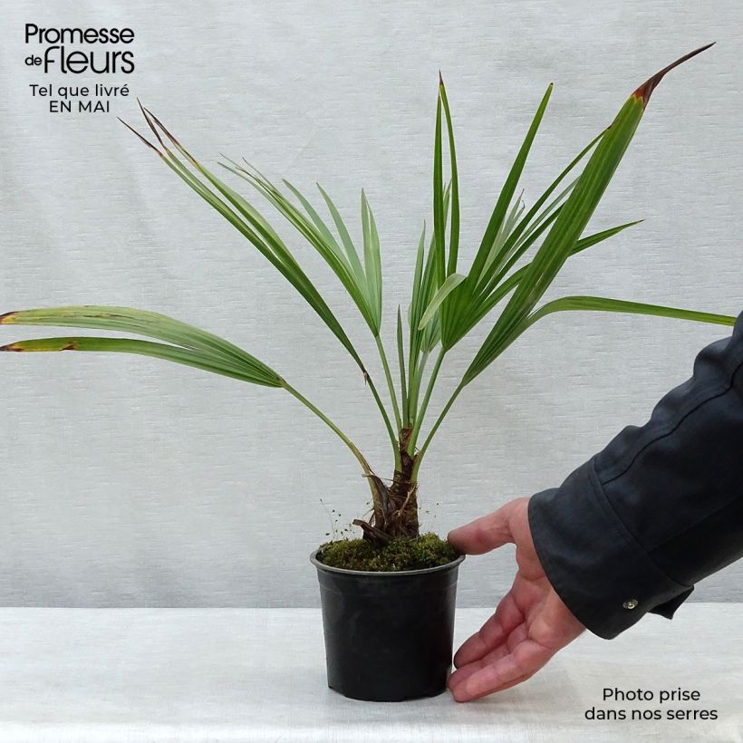 Exemplaar van Brahea calcarea - Mexicaanse palm Pot van 12 cm / 13 cm zoals geleverd in de lente