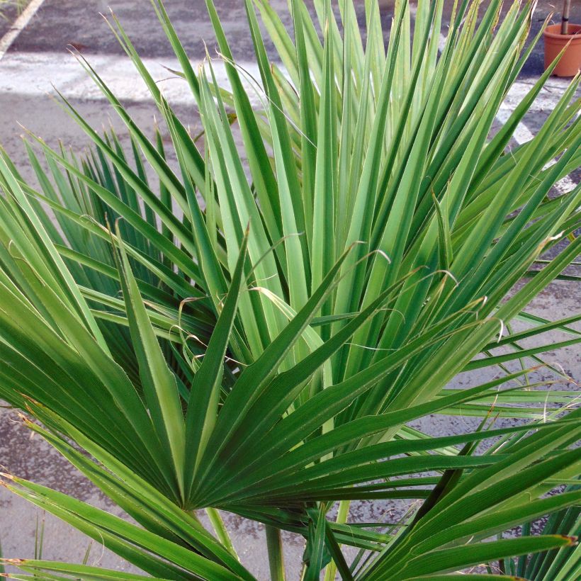 Brahea edulis - Guadalupe palm (Foliage)