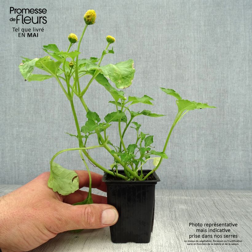 Exemplaar van Parakers - Acmella oleracea Kweekpotje van 7/8 cm zoals geleverd in de lente