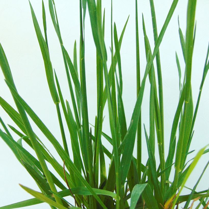 Briza media - Bevertjes (Foliage)