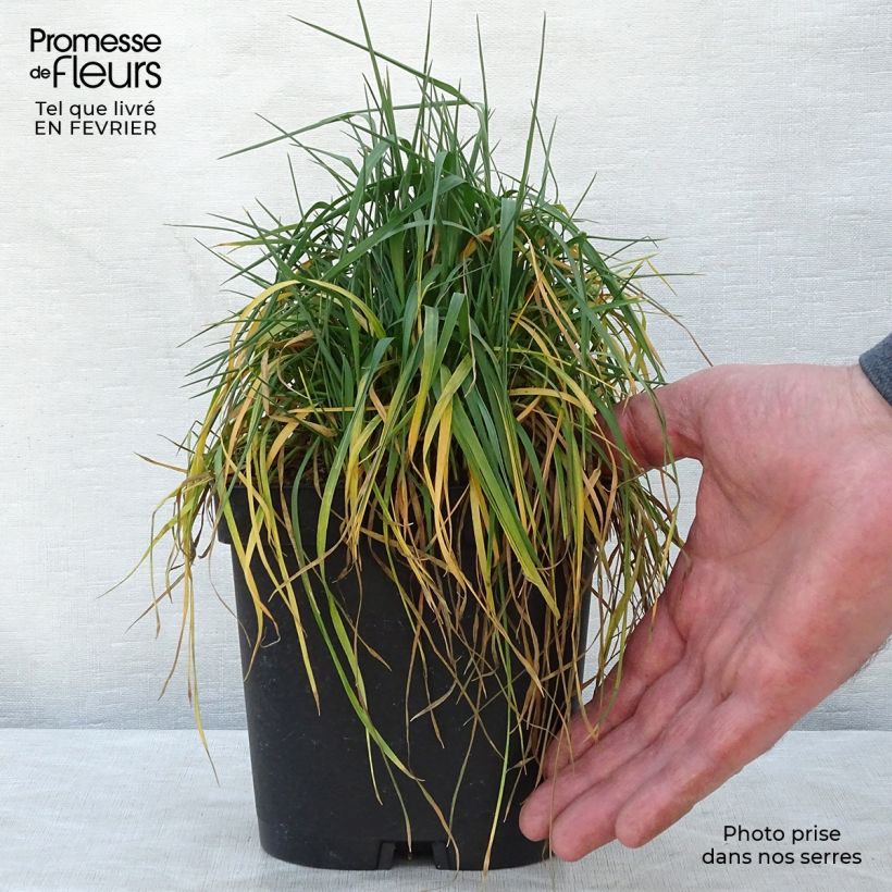 Example of Briza media - Amourette commune Pot van 2 l/3 l as you get in hiver