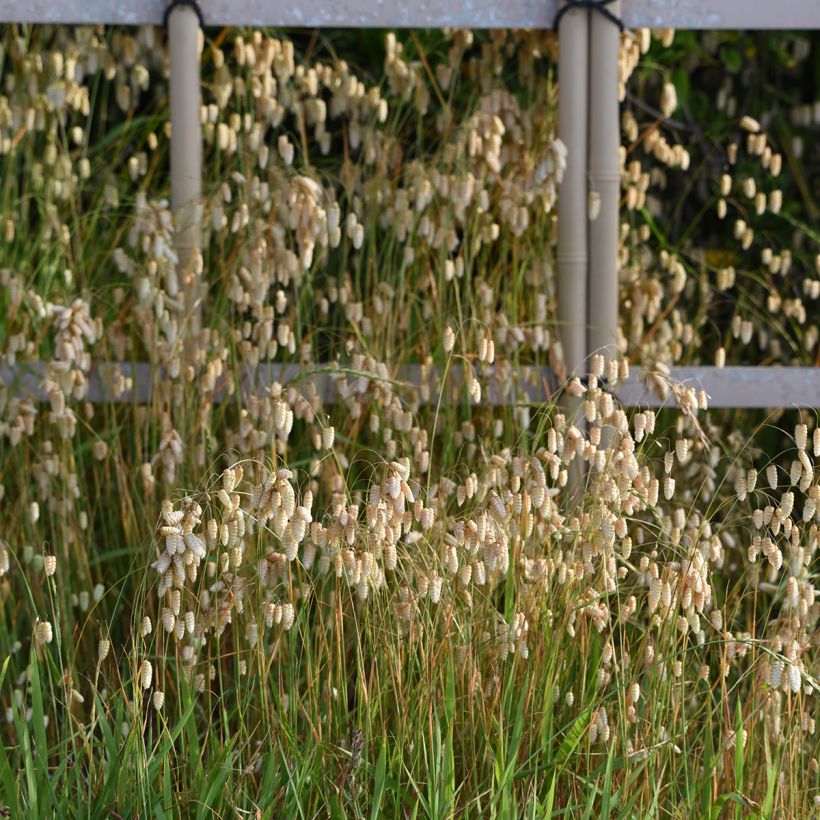 Briza maxima - Groot trilgras (Groeiplaats)