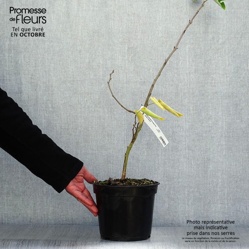 Exemplaar van Broussonetia papyrifera Golden Shadow - Papiermoerbei Pot van 4 l/5 l zoals geleverd in de herfst