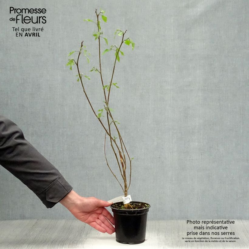 Example of Broussonetia papyrifera - Mûrier de Chine ou à papier Pot van 1 l/1,5 l as you get in printemps