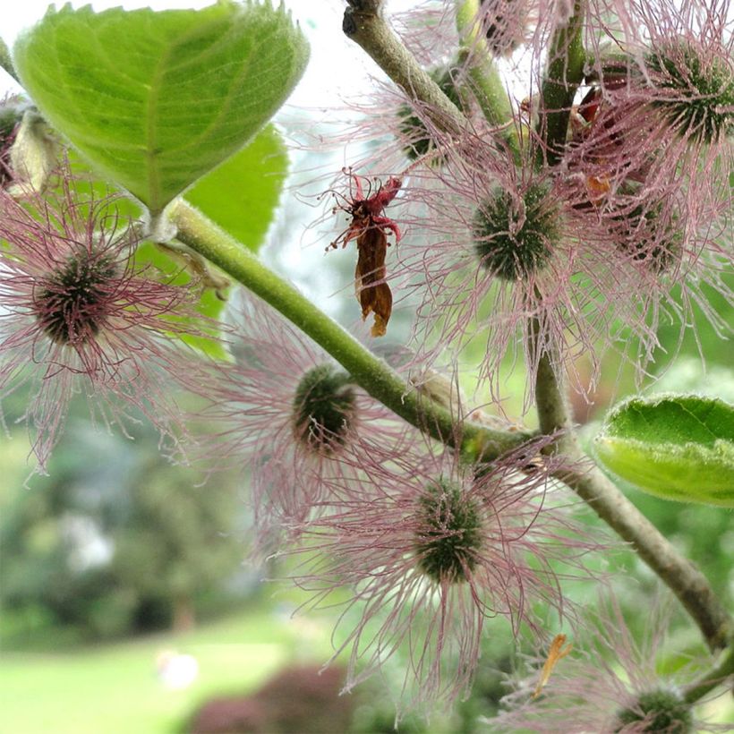 Broussonetia papyrifera - Papiermoerbei (Flowering)