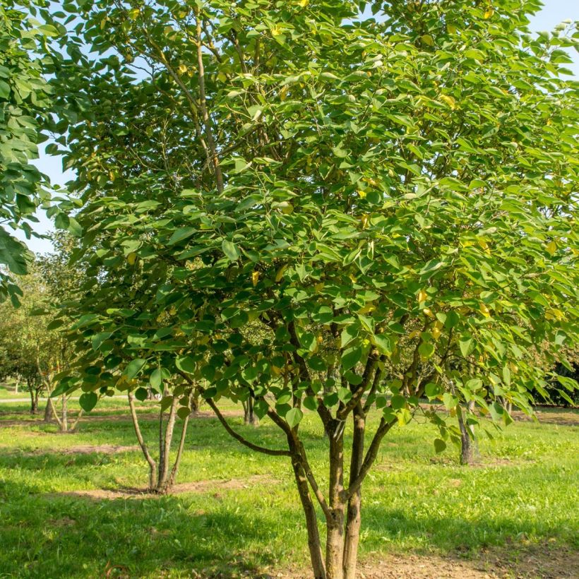 Broussonetia papyrifera - Papiermoerbei (Plant habit)