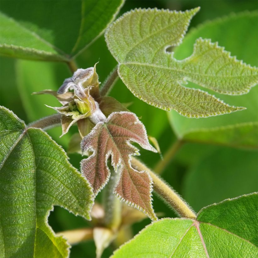 Broussonetia papyrifera - Papiermoerbei (Foliage)