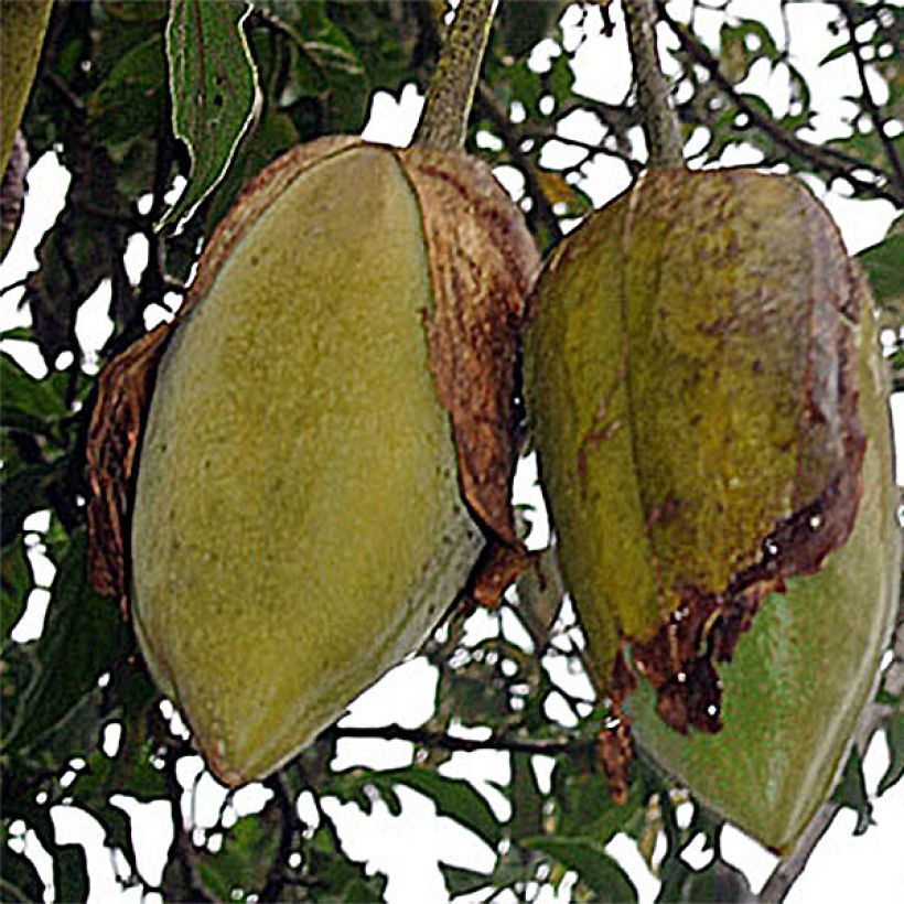 Brugmansia sanguinea - Rode engelenbazuin (Harvest)
